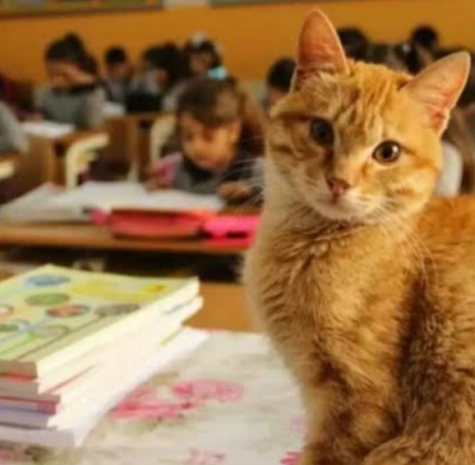 A professora notou mudanças no ambiente de aprendizagem. (Imagem: reprodução instagram)