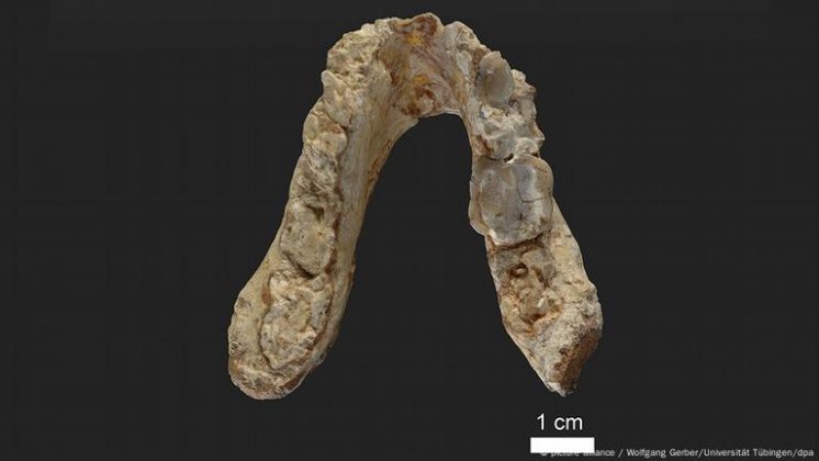 O A. turkae apresentava características físicas semelhantes às de um chimpanzé moderno, com cerca de 50 a 60 kg, mandíbula forte e dentes adaptados para alimentos como raízes e tubérculos (Foto: X)