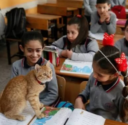 A escola o adotou como parte da comunidade escolar. (Imagem: reprodução instagram)