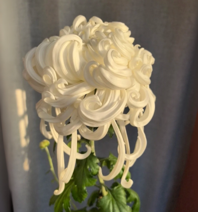 A Chrysanthemum morifolium lembra um glacê delicadamente espalhado. (Imagem: reprodução Instagram)