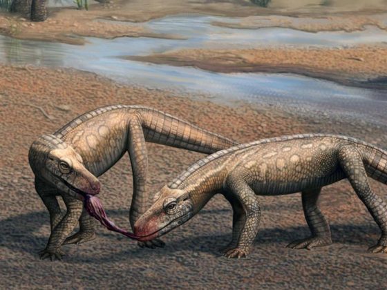 Um estudo foi capaz de descobrir o fóssil de um réptil que viveu antes dos dinossauros direto da região Sul do Brasil. A pesquisa foi publicada na revista Scientific Reports, em junho deste ano. (Foto: Matheus Fernandes Gadelha)