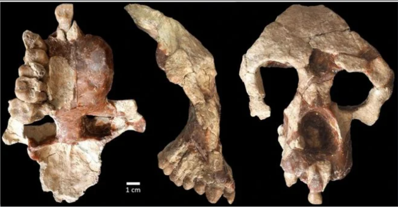 O estudo, publicado na revista Communications Biology, aponta que o A. turkae pertence a um grupo de grandes símios do Mediterrâneo intimamente relacionados aos primeiros hominínios (Foto: X)