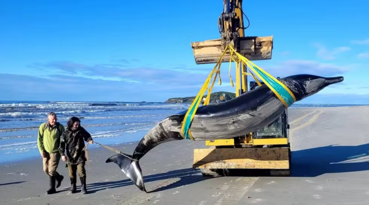 Um exemplar da raríssima baleia-bicuda-de-bahamonde, também conhecida como baleia-de-dentes-de-espada, foi encontrado na Nova Zelândia em estado de conservação surpreendente, possibilitando um estudo detalhado sobre a espécie (Foto: X)