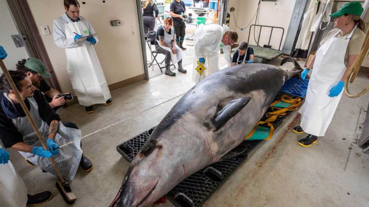 No entanto, a origem do trauma permanece desconhecida (Foto: X)