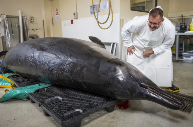 Para os Māori, as baleias são consideradas tesouros preciosos e, por isso, o animal foi tratado com grande reverência durante toda a pesquisa (Foto: X)