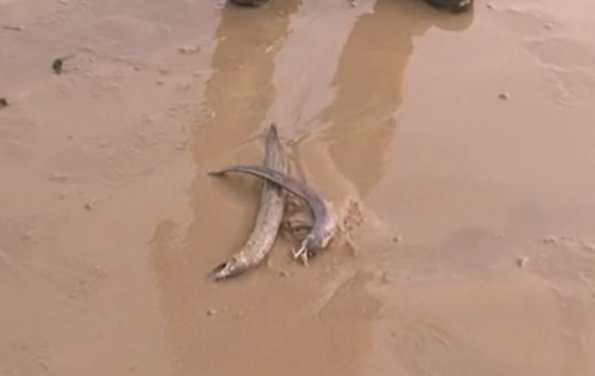 “Alguma poluição pode atingir esses peixes, algum patógeno causado por poluição, mas também pode ser algo natural, como alterações na temperatura ou na salinidade”, afirmou Ramos, ressaltando a importância de análises adicionais nos corais e no ambiente marinho (Foto: Instagram)