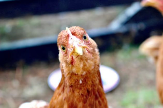 Segundo o CDC, esse genótipo é distinto de outras variantes recentes, como o B3.13, que afetou vacas e gerou surtos esporádicos em aves domésticas (Foto: X)