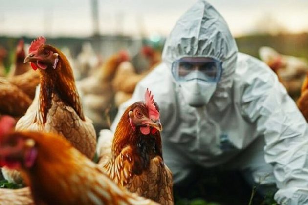 O paciente, hospitalizado na Louisiana, apresentou sintomas graves após contato com aves doentes e mortas (Foto: X)