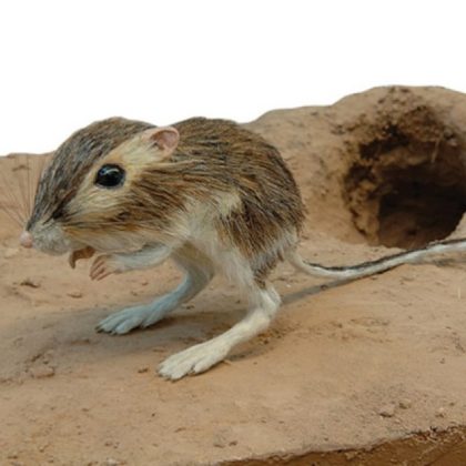 O rato-canguru do deserto é uma verdadeira maravilha da adaptação evolutiva." (Imagem: Reprodução Instagram)