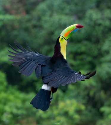 O tucano continua a exibir sua vibrante garganta amarela. (Imagem: reprodução instagram / @mauroalfaro)