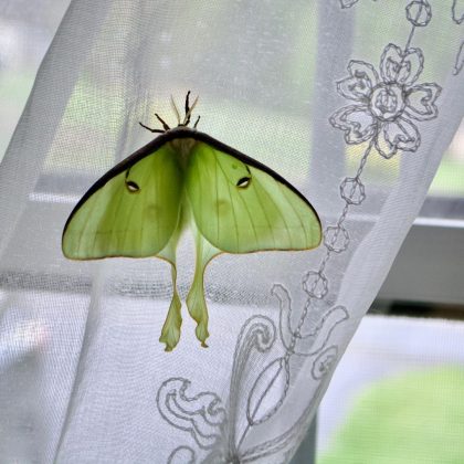 Durante a fase larval, ela acumula energia suficiente para sobreviver na fase adulta (Imagem: reprodução Instagram/ @ thebutterflybabe)