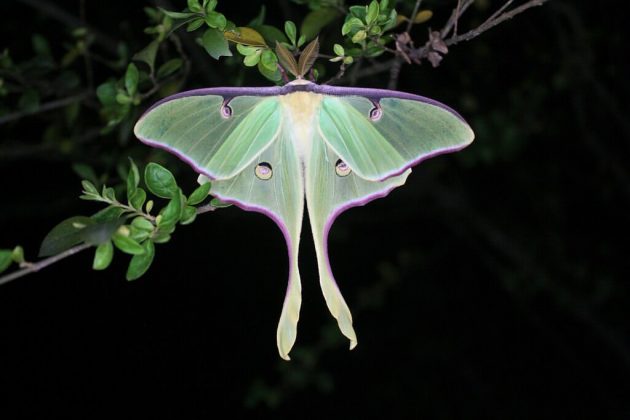 A Actias luna é uma das maiores mariposas da América do Norte, com asas que podem atingir 12 cm (Imagem: reprodução Instagram/ @ zdufran)