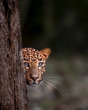 Suas fotos revelam momentos únicos da vida selvagem, com foco na camuflagem dos animais. (Imagem: reprodução instagram @varun.aditya)