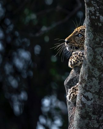 Os animais se escondem em meio a árvores, folhas e rochas para se protegerem. (Imagem: reprodução instagram @varun.aditya)