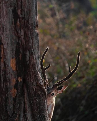 Varun Aditya é reconhecido como Fotógrafo de Natureza do Ano pela National Geographic. (Imagem: reprodução instagram @varun.aditya)