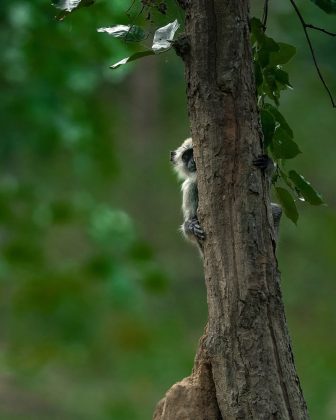 Algumas fotos mostram animais aparentemente invisíveis, mas presentes à vista de todos. (Imagem: reprodução instagram @varun.aditya)