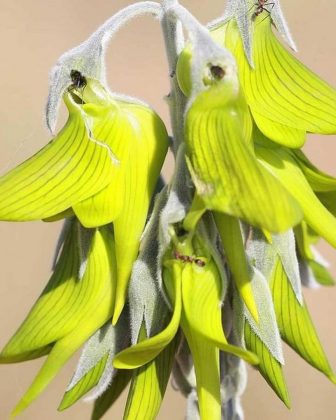 Conhecida cientificamente como Crotalaria cunninghamii, essa maravilha pertence à família das leguminosas, a mesma do grão-de-bico e da alfafa (Foto: Reprodução/Instagram/@aussie_places)