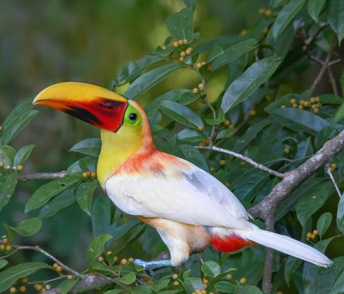 O tucano apresenta uma plumagem diferente da usual. (Imagem: reprodução instagram / @mauroalfaro)