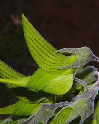 Suas flores verdes, que parecem beija-flores suspensos, chamam a atenção de qualquer um que se aproxime (Foto: Reprodução/Instagram/@aussie_places)