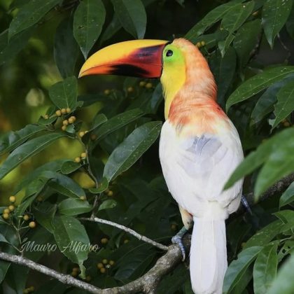 A ave foi avistada em uma floresta da Costa Rica. (Imagem: reprodução instagram / @mauroalfaro)