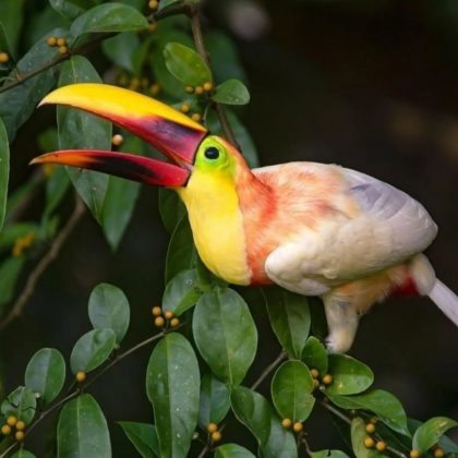 Um tucano-de-garganta-amarela atraiu atenção internacional. (Imagem: reprodução instagram / @mauroalfaro)