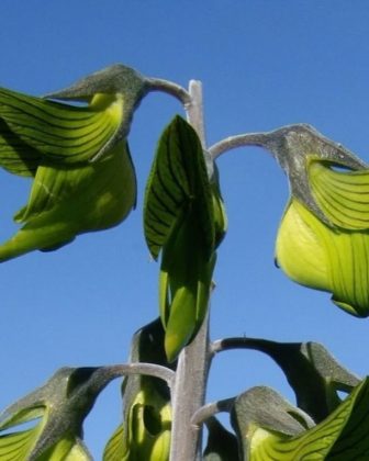 Além disso, ela prospera em dunas e comunidades de plantas adaptadas a climas secos, mostrando sua incrível capacidade de sobrevivência (Foto: Reprodução/Instagram/@aussie_places)