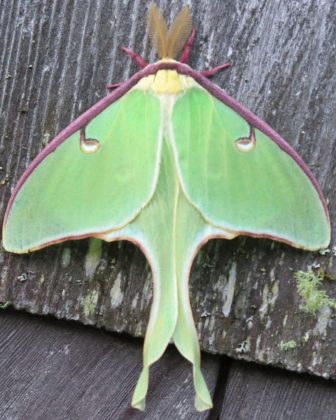 A Actias luna é conhecida por sua aparência fascinante (Imagem: reprodução Instagram)