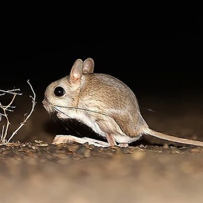 "Ao estudar esses animais, os cientistas podem desenvolver novas tecnologias para lidar com a escassez de água." (Imagem: Reprodução Instagram)