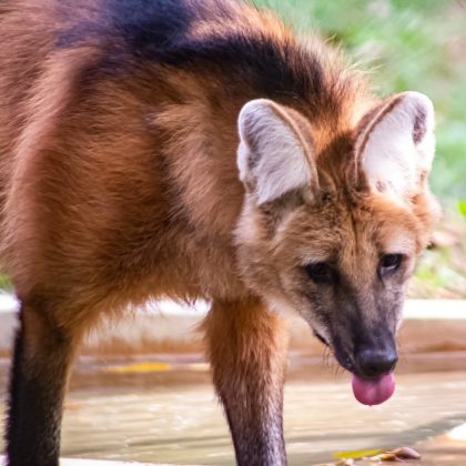 Pesquisadores da UFMG descobriram que animais selvagens do Zoológico de Belo Horizonte foram infectados com o coronavírus (Foto: Reprodução/Instagram/@zoobhte)