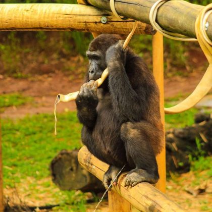 Animais selvagens do zoológico de Belo Horizonte contraíram coronavírus de humanos, revela estudo (Foto: Reprodução/Instagram/@zoobhte)