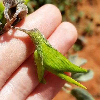 A natureza nunca deixa de surpreender, e um exemplo fascinante disso é a flor-de-pássaro verde, uma planta que realmente se destaca por sua semelhança com um beija-flor (Foto: Reprodução/Instagram/@aussie_places)