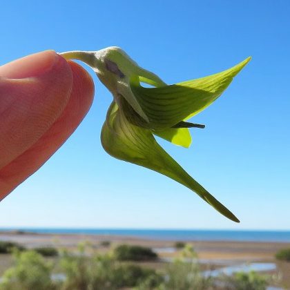 A fascinante planta que se parece com um beija-flor (Foto: Reprodução/Instagram/@aussie_places)