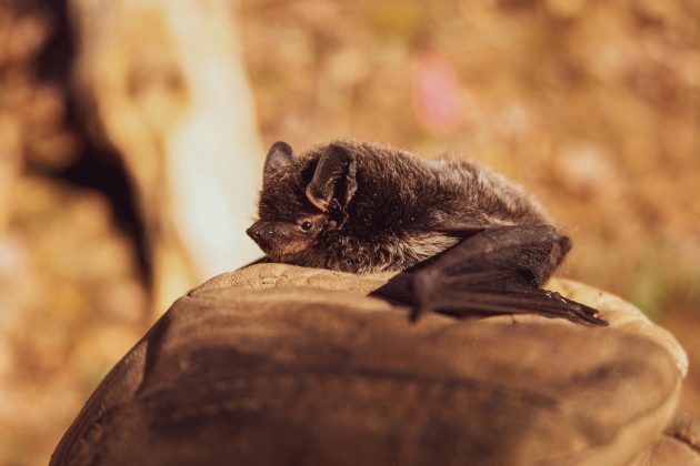 Em outubro, ela encontrou o animal no chão antes da chegada dos alunos. Ela o pegou e o levou para fora, mas o morcego a mordeu (Foto: Pexels)