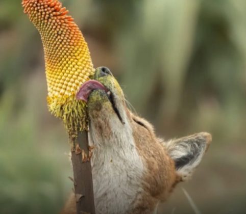 Durante a alimentação, o pólen fica preso no focinho dos lobos. Isso leva os cientistas a acreditar que eles podem ajudar na polinização das plantas (Foto: Adrien Lesaffre)