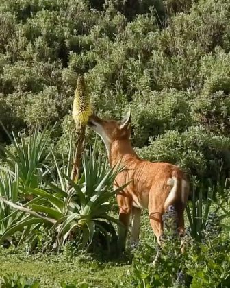 Ainda não é possível afirmar que os lobos desempenham um papel significativo na polinização. No entanto, a pesquisa abre possibilidades para novos estudos sobre como mamíferos carnívoros podem influenciar esse processo (Foto: Adrien Lesaffre)