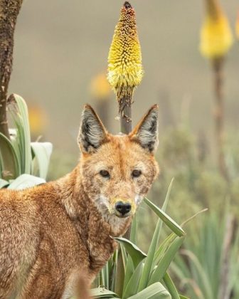 Carnívoros polinizadores? Lobos-etíopes trocam carne por néctar e intrigam pesquisadores (Foto: Adrien Lesaffre)