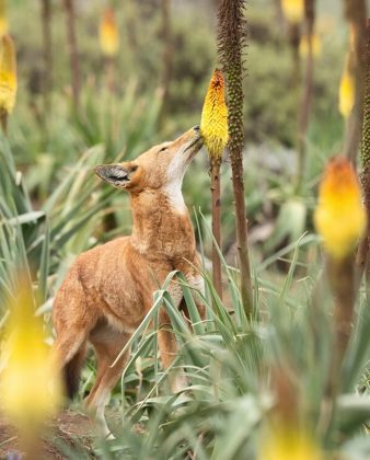 O estudo revelou que os lobos visitam até 30 plantas em uma única viagem em busca de néctar (Foto: Adrien Lesaffre)