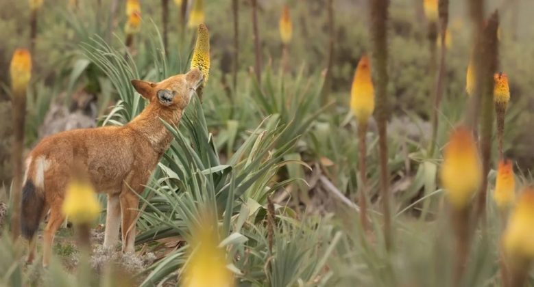 Pesquisadores do Ethiopian Wolf Conservation Programme (EWCP) observaram lobos-etíopes (Canis simensis) se alimentando de néctar das flores de Kniphofia foliosa, uma planta endêmica das Montanhas Bale, na Etiópia (Foto: Adrien Lesaffre)