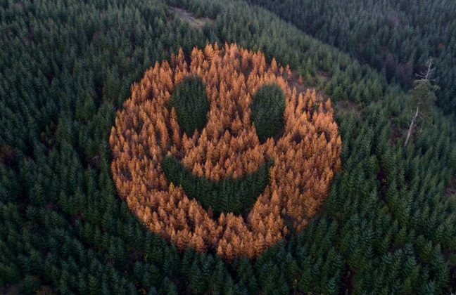 A fascinante carinha sorridente que se destaca no meio da floresta de pinheiros (Foto: The Oregonian)