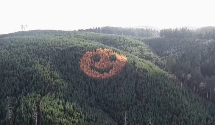 Ao sul de Oregon 18, entre Willamina e Grand Ronde, as árvores da Hampton Lumber formam um rosto sorridente gigante a cada outono (Foto: The Oregonian)