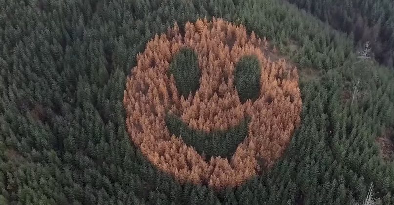 Assim, as agulhas amarelas dos larícios formam o corpo do sorriso, enquanto os abetos compõem os olhos e a boca (Foto: The Oregonian)