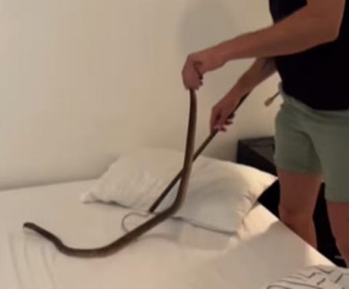 O tratador de répteis Emile Rossouw foi chamado para o resgate (Foto: Reprodução/Instagram/@stellenbosch_snake_removals)