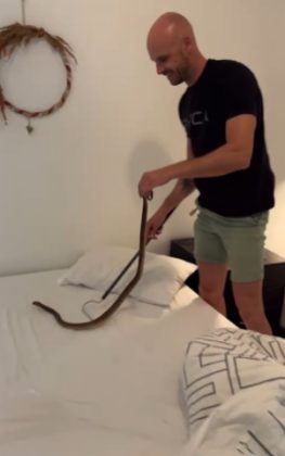 Família encontra cobra venenosa e mortal debaixo do travesseiro (Foto: Reprodução/Instagram/@stellenbosch_snake_removals)