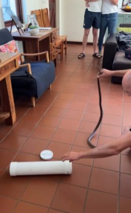 Ele aparece em um vídeo publicado em 24 de novembro, que viralizou nas redes sociais, com mais de 410 mil visualizações no Instagram (Foto: Reprodução/Instagram/@stellenbosch_snake_removals)