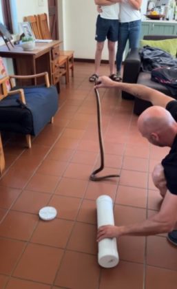 “Não é algo que você quer na sua cama”, brinca Rossouw enquanto segura a cobra (Foto: Reprodução/Instagram/@stellenbosch_snake_removals)