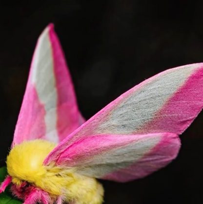 Seu corpo é peludo e fofinho, com uma cor amarela vibrante (Foto: Reprodução/Instagram/@gardening.999)