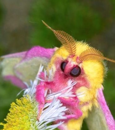 É nativa da América do Norte. Se você não mora por lá, pode ser difícil encontrá-la (Foto: Reprodução/Instagram/@gardening.999)