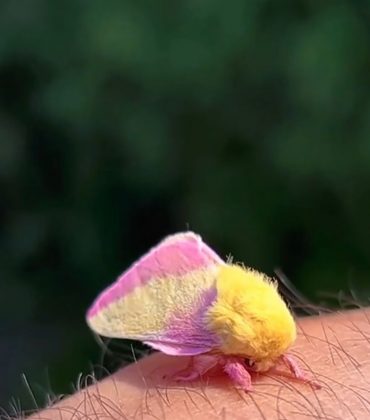 Dryocampa rubicunda é uma espécie de lepidóptero ditrisiano da família Saturniidae (Foto: Reprodução/Instagram/@gardening.999)