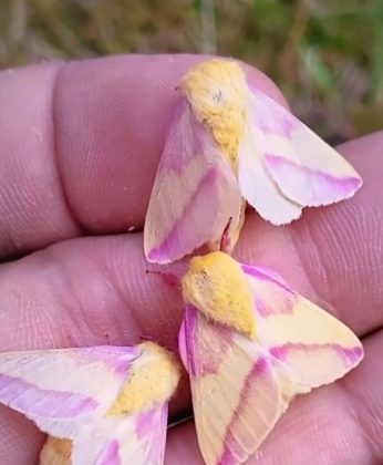 A combinação das cores amarelo e rosa das antenas e do corpo a torna única (Foto: Reprodução/Instagram/@gardening.999)