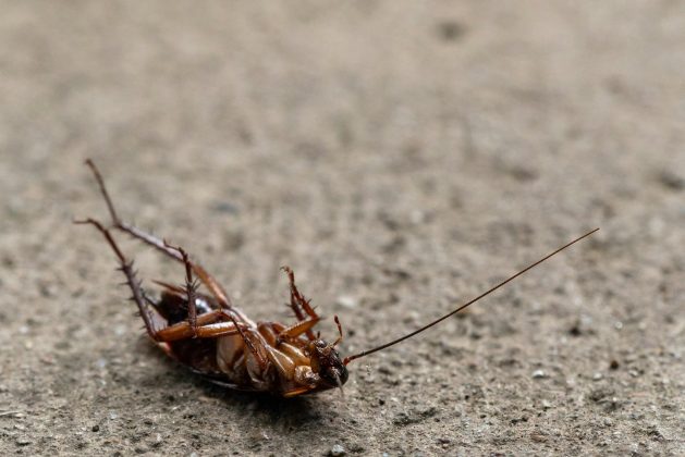 Usando adereços como baratas mortas, cigarros, fios de cabelo e preservativos usados, ele plantava problemas de higiene nos quartos (Foto: Pexels)